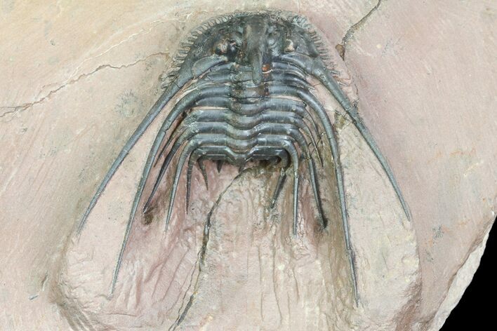 Kettneraspis Prescheri Trilobite - Long Occipital Spine #74705